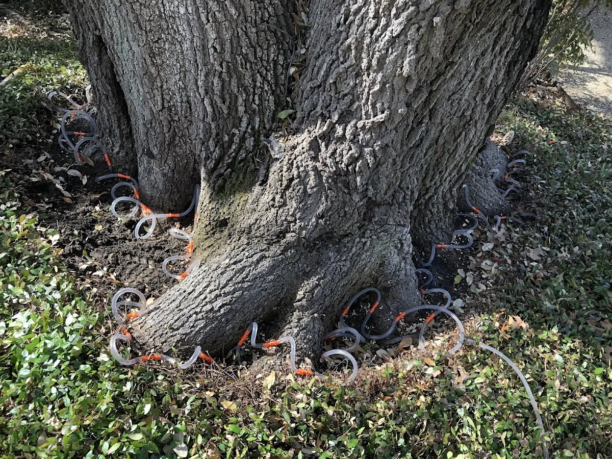 Detailed Tree Cabling and Bracing job site in Illinois City