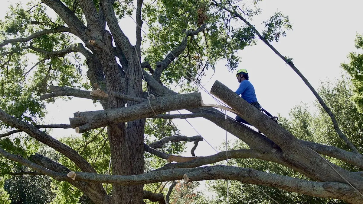Professional Hazardous Tree Removal performed by certified arborists in Illinois City