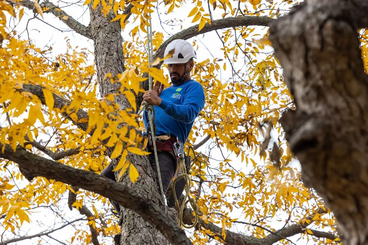 Skilled Tree Planing crew working in Illinois City